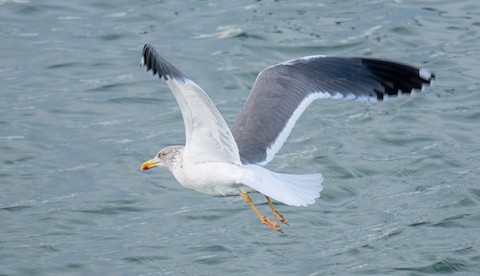 Yellow-legged x Lesser Black-backed Gull (hybrid) - Larus