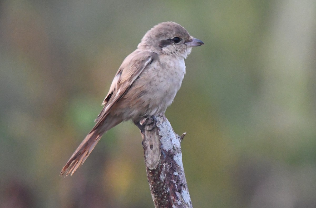 Antzandobi isabeldarra - ML650685145