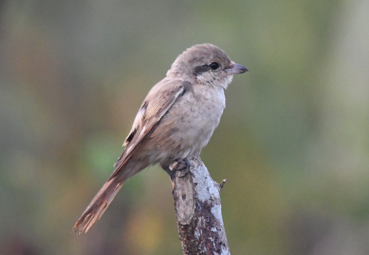 Antzandobi isabeldarra - ML650685150