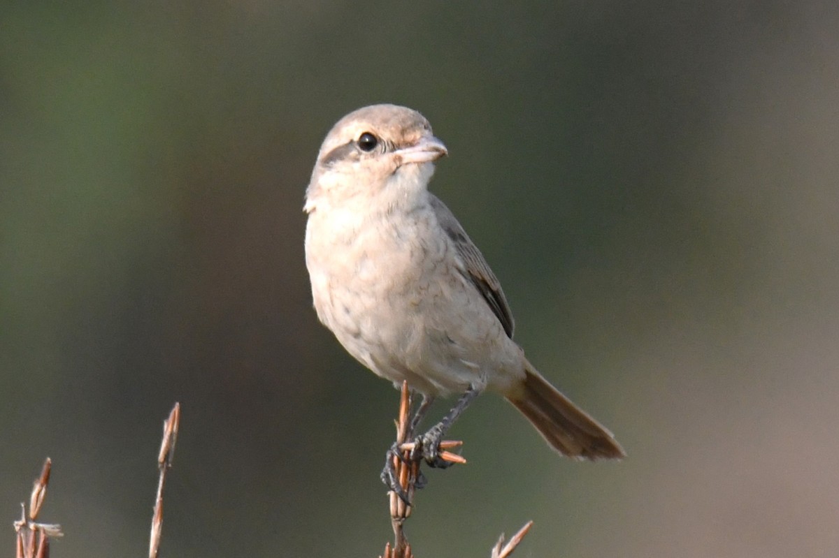 Antzandobi isabeldarra - ML650685164