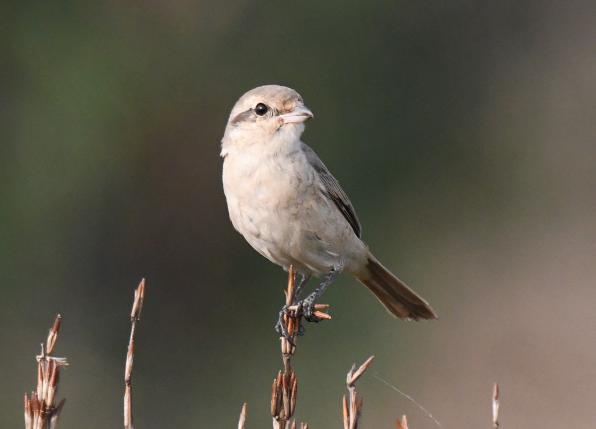 Antzandobi isabeldarra - ML650685179