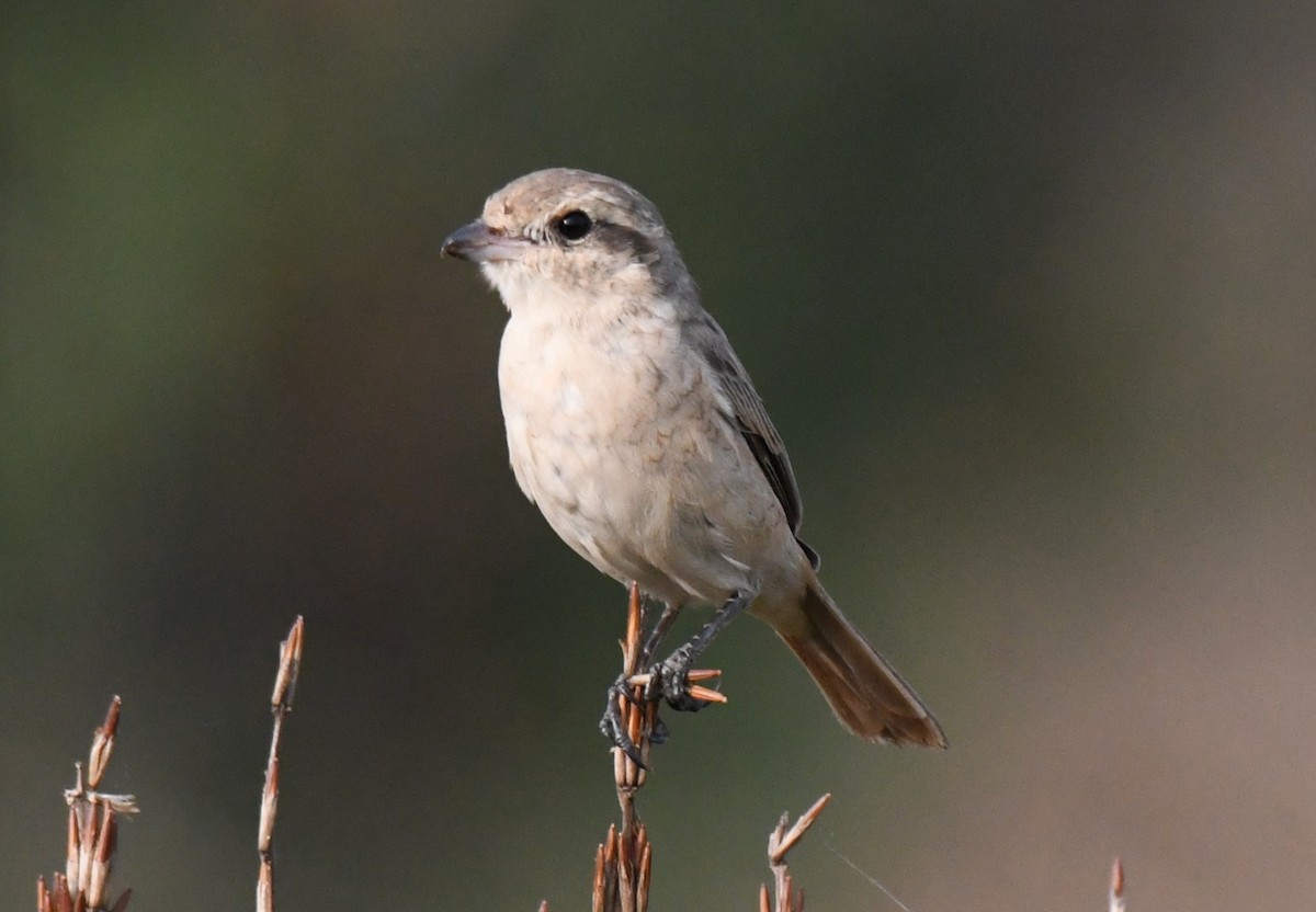 Antzandobi isabeldarra - ML650685182