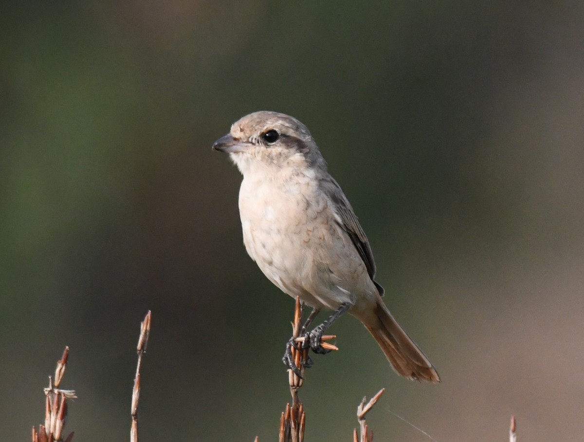 Antzandobi isabeldarra - ML650685186