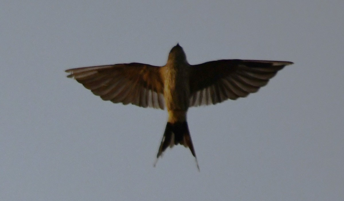 Enara ipurgorri ekialdetarra - ML650685210