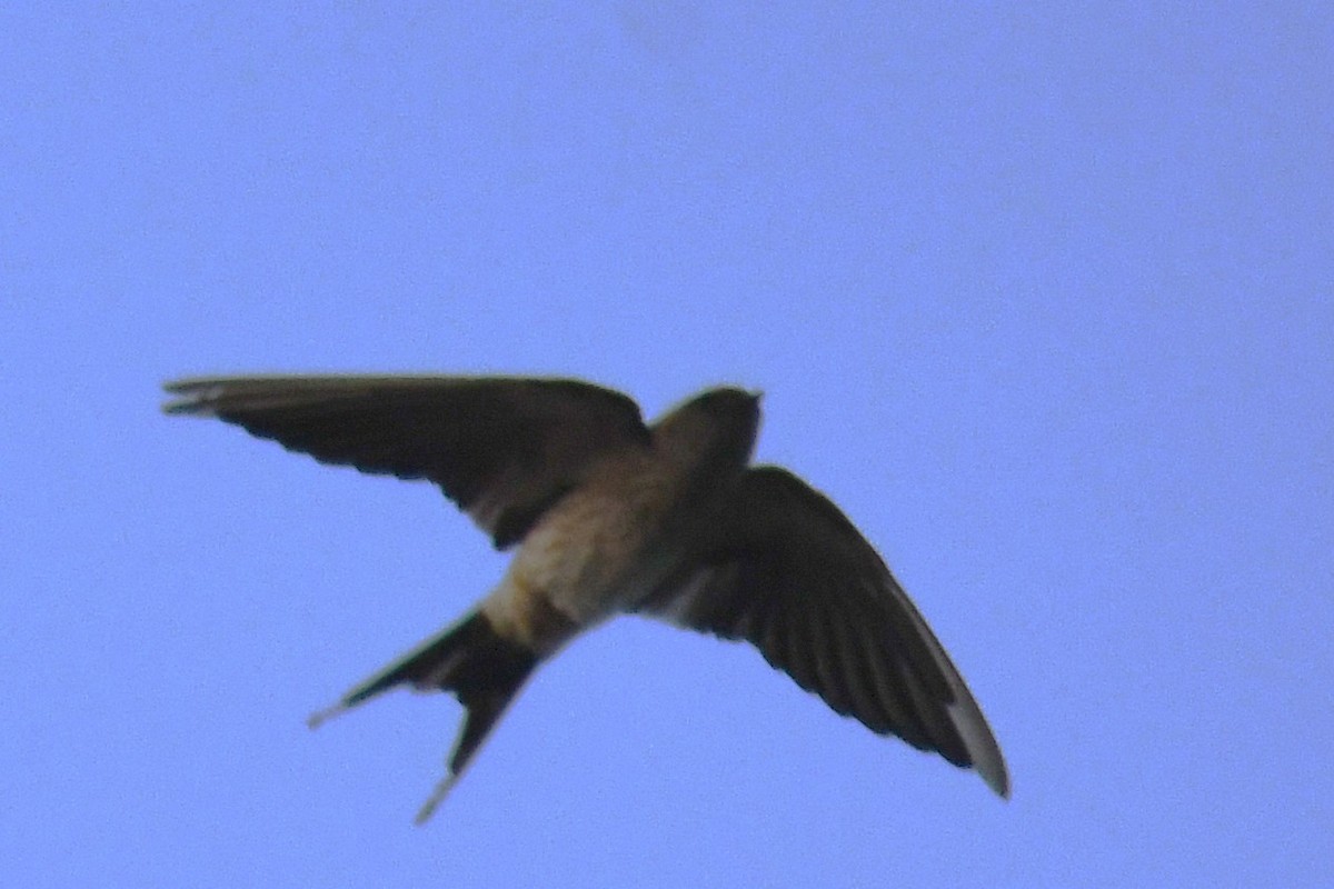 Enara ipurgorri ekialdetarra - ML650685214