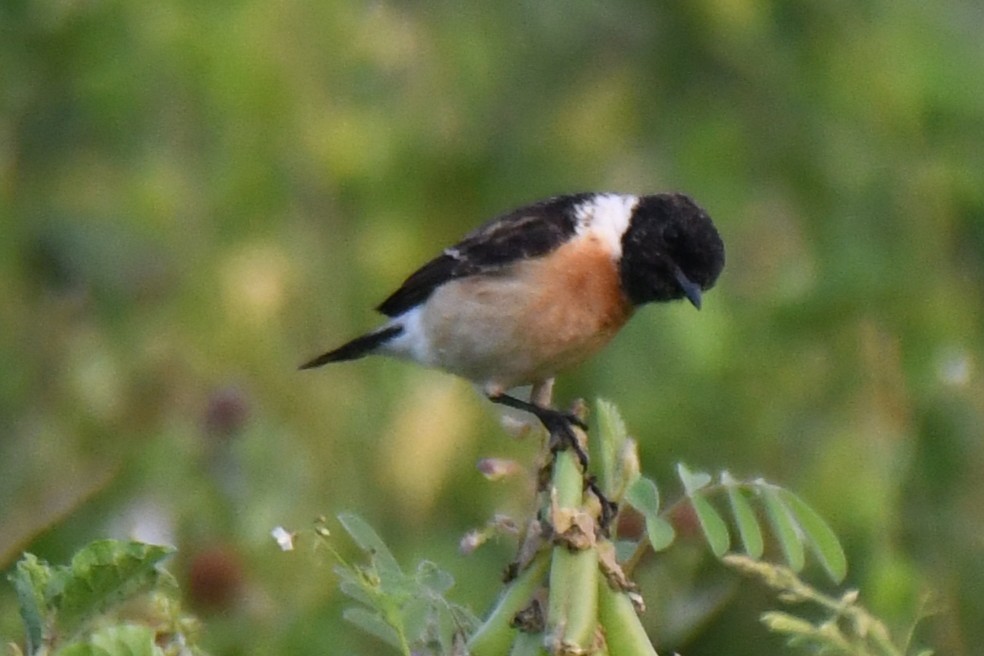 Pitxartxar siberiarra - ML650685225