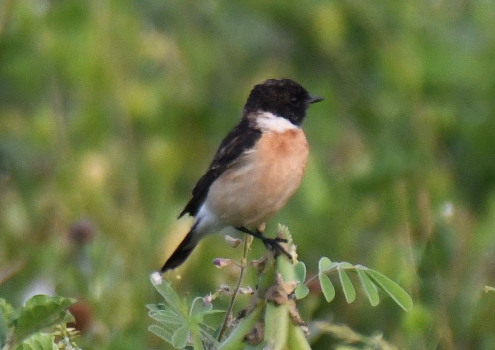 Pitxartxar siberiarra - ML650685228