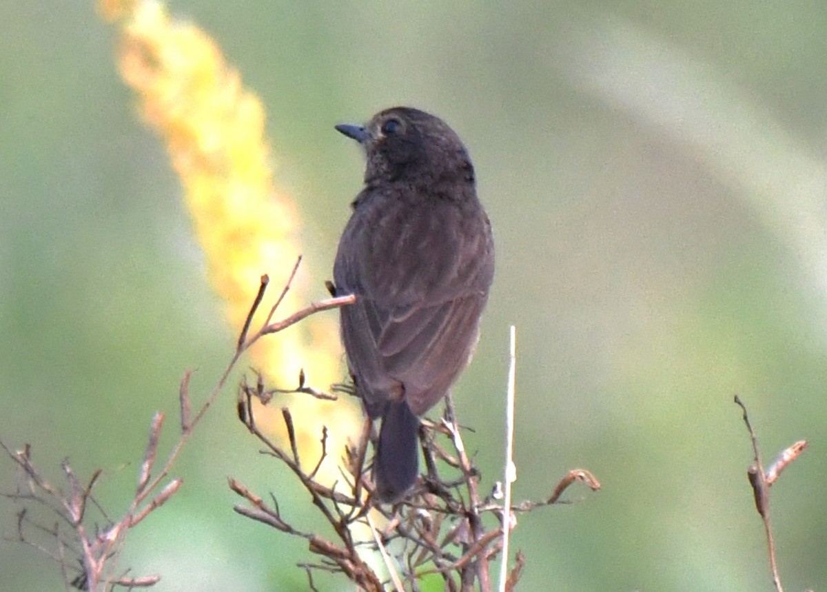 Pitxartxar beltza - ML650685230