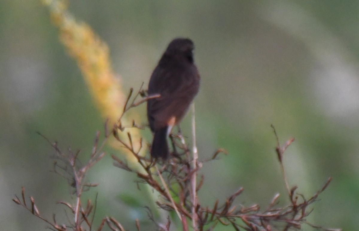 Pitxartxar beltza - ML650685232