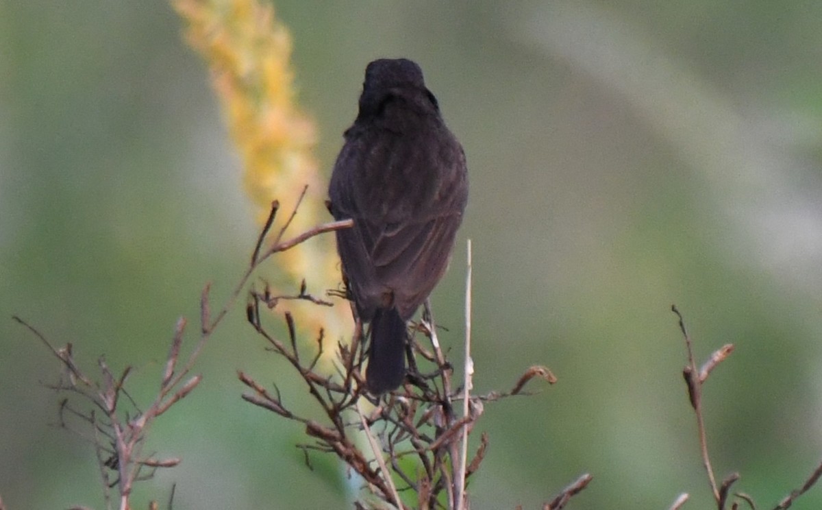 Pitxartxar beltza - ML650685237