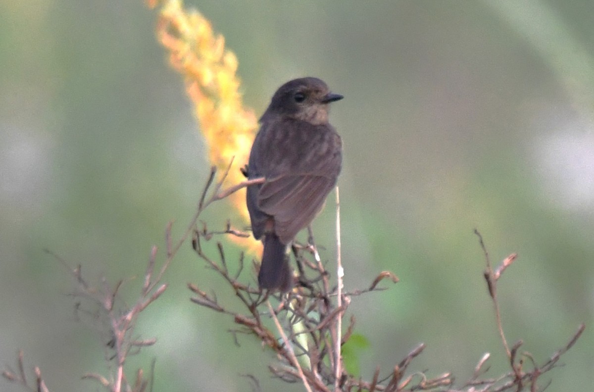 Pitxartxar beltza - ML650685243