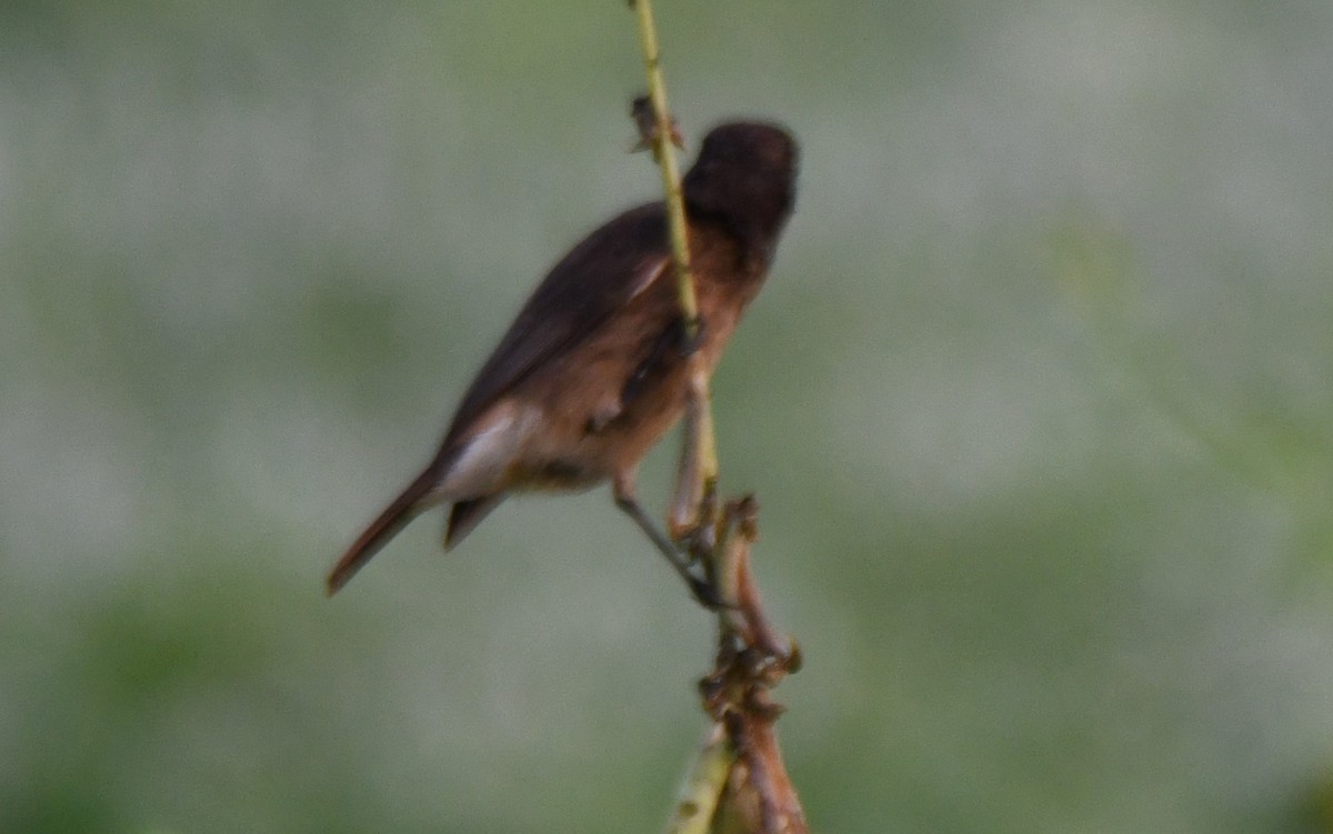 Pitxartxar beltza - ML650685264