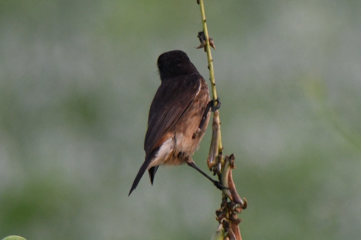 Pitxartxar beltza - ML650685268