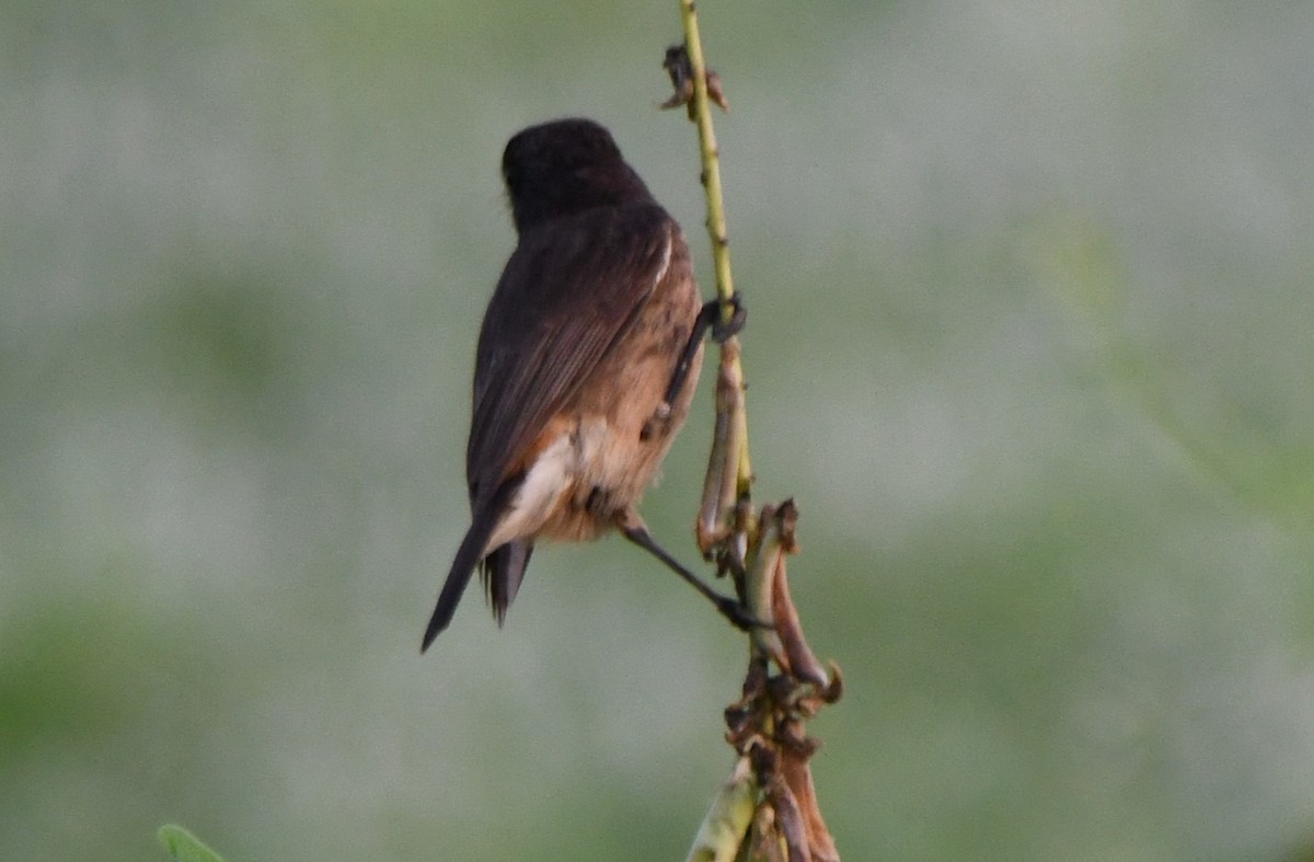 Pitxartxar beltza - ML650685278