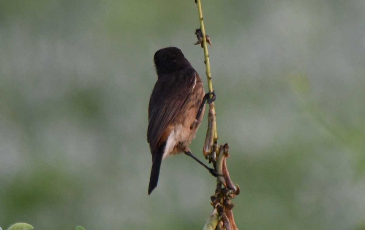 Pitxartxar beltza - ML650685283