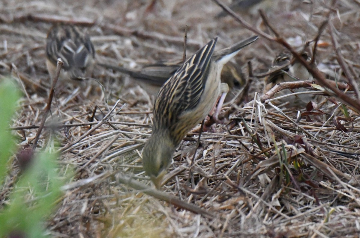 Txori ehule marraduna - ML650685305