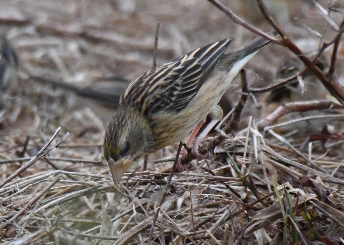 Txori ehule marraduna - ML650685315