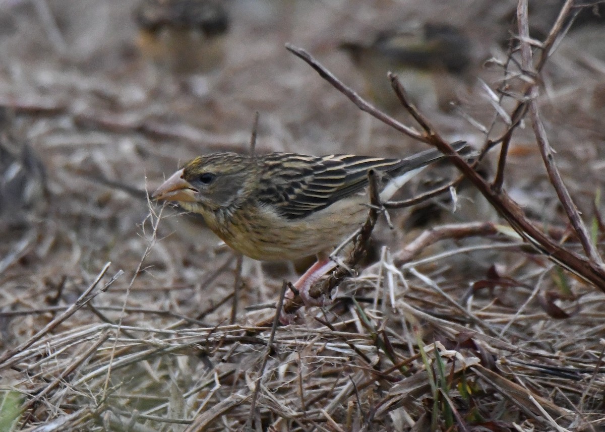 Txori ehule marraduna - ML650685325