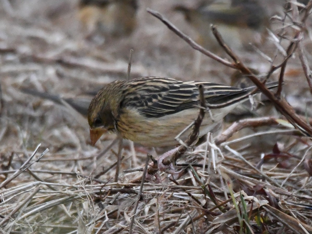 Txori ehule marraduna - ML650685329