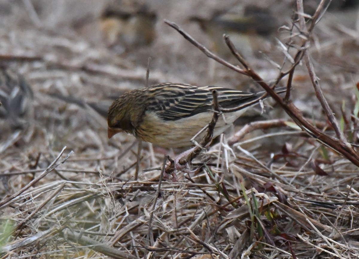 Txori ehule marraduna - ML650685342