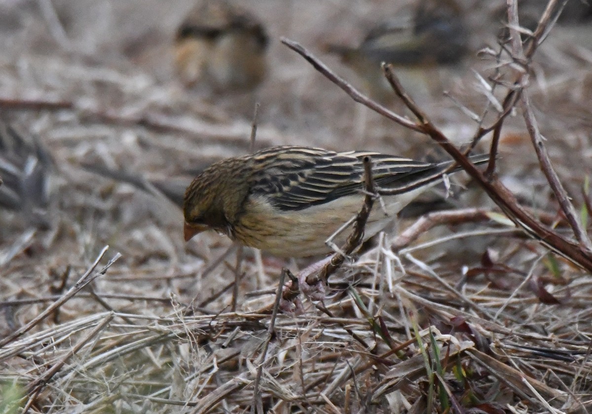 Txori ehule marraduna - ML650685347