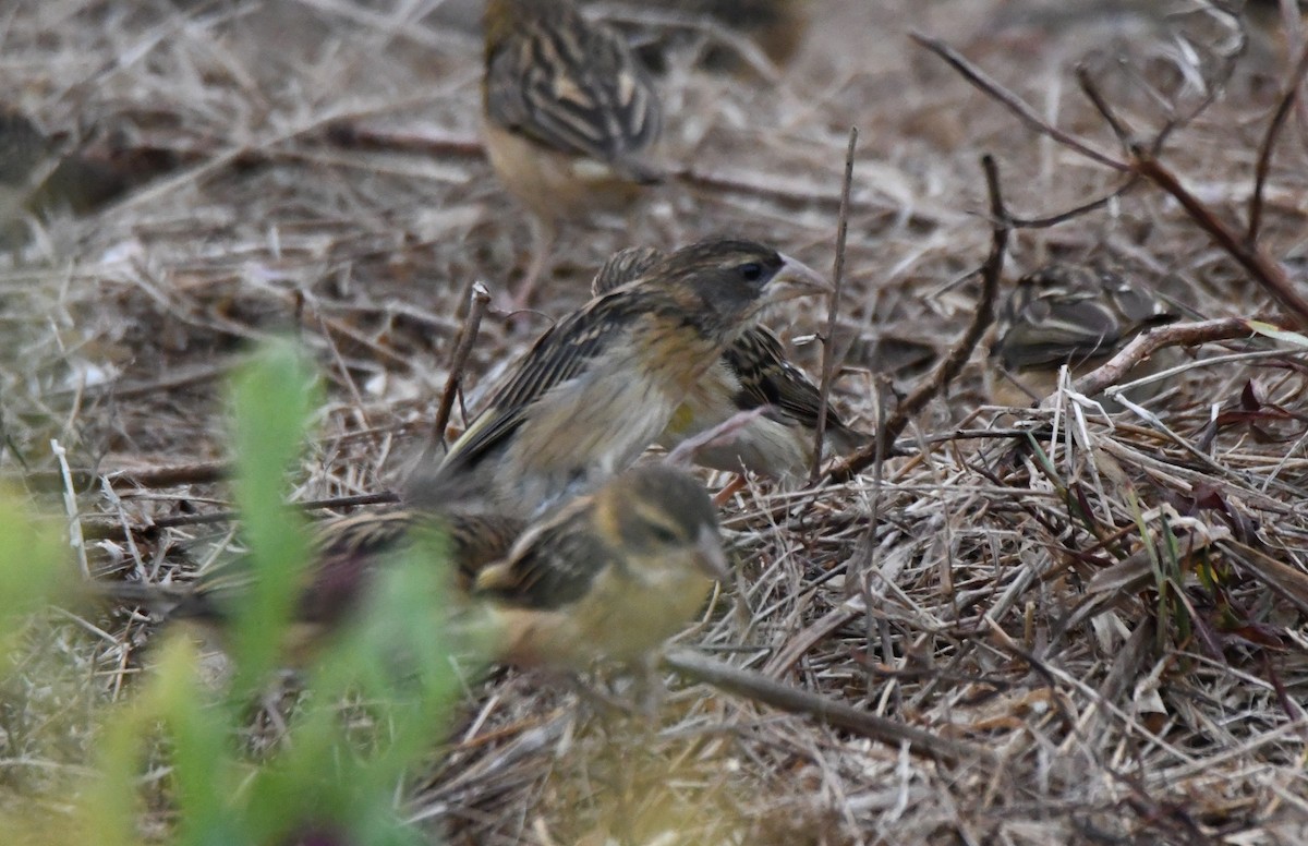 Txori ehule marraduna - ML650685359