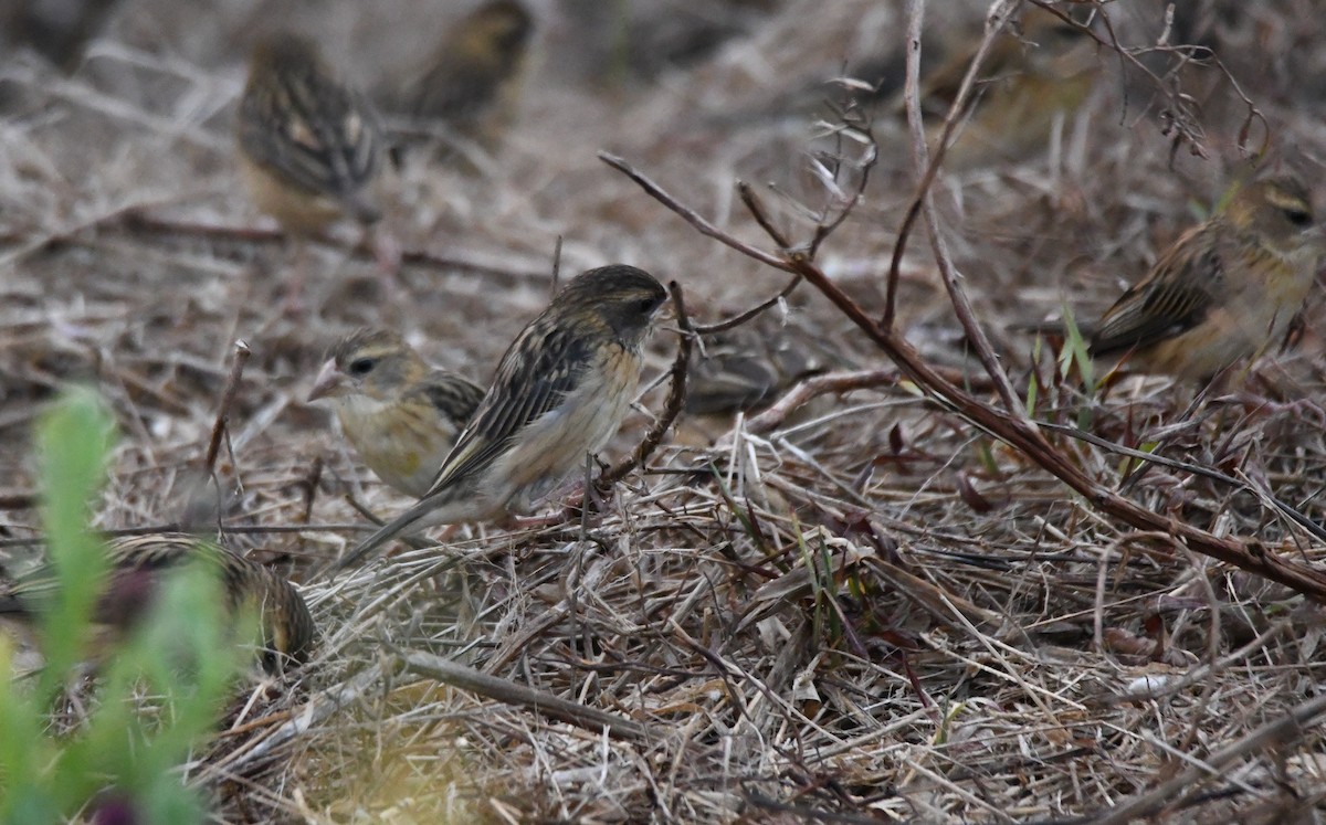 Txori ehule marraduna - ML650685362