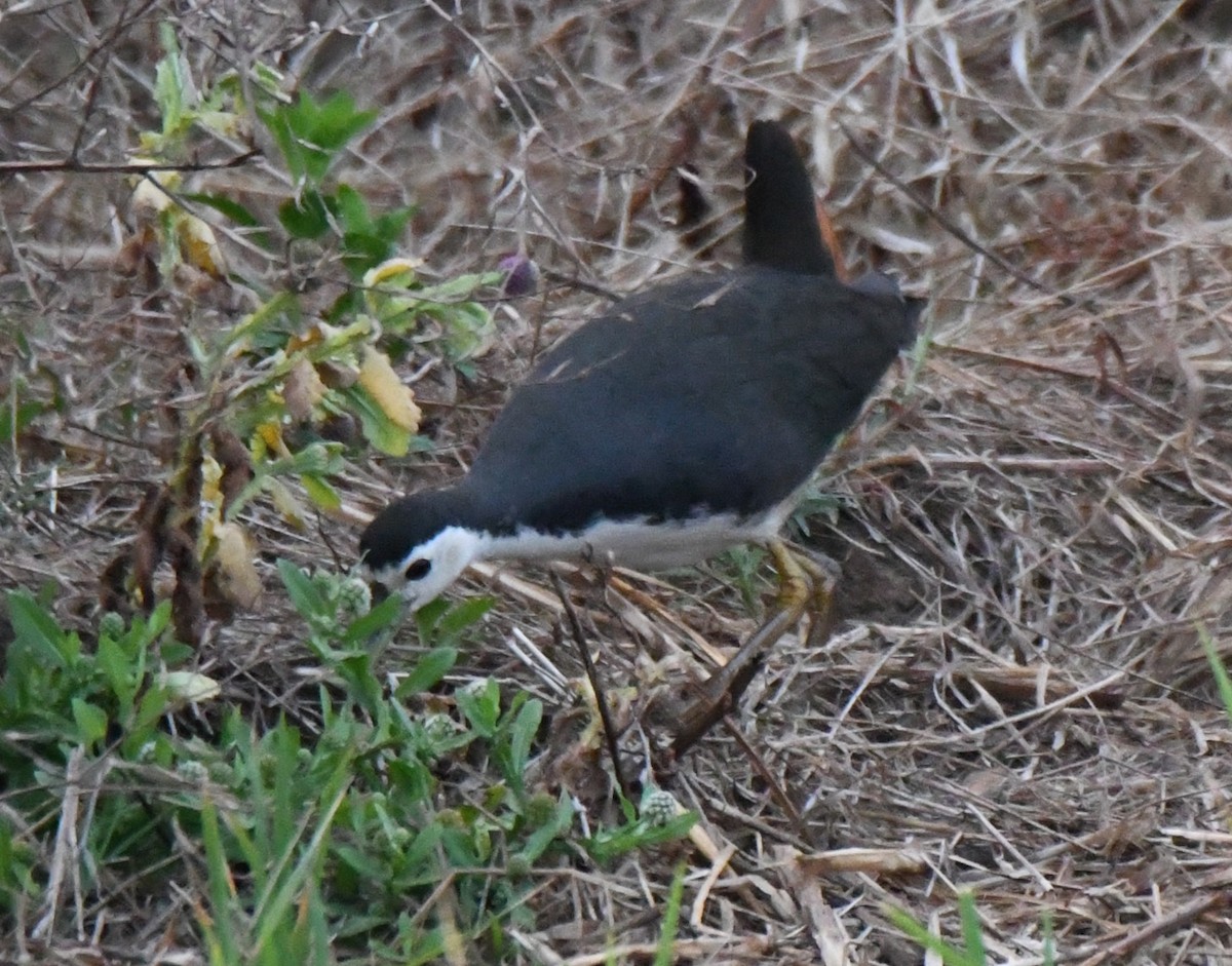 White-breasted Waterhen - ML650685410