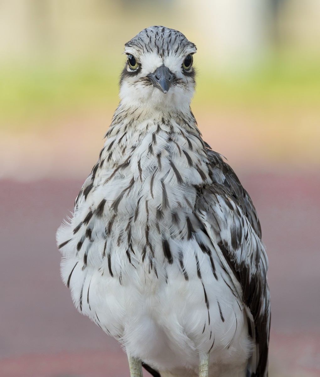Bush Thick-knee - ML650685506