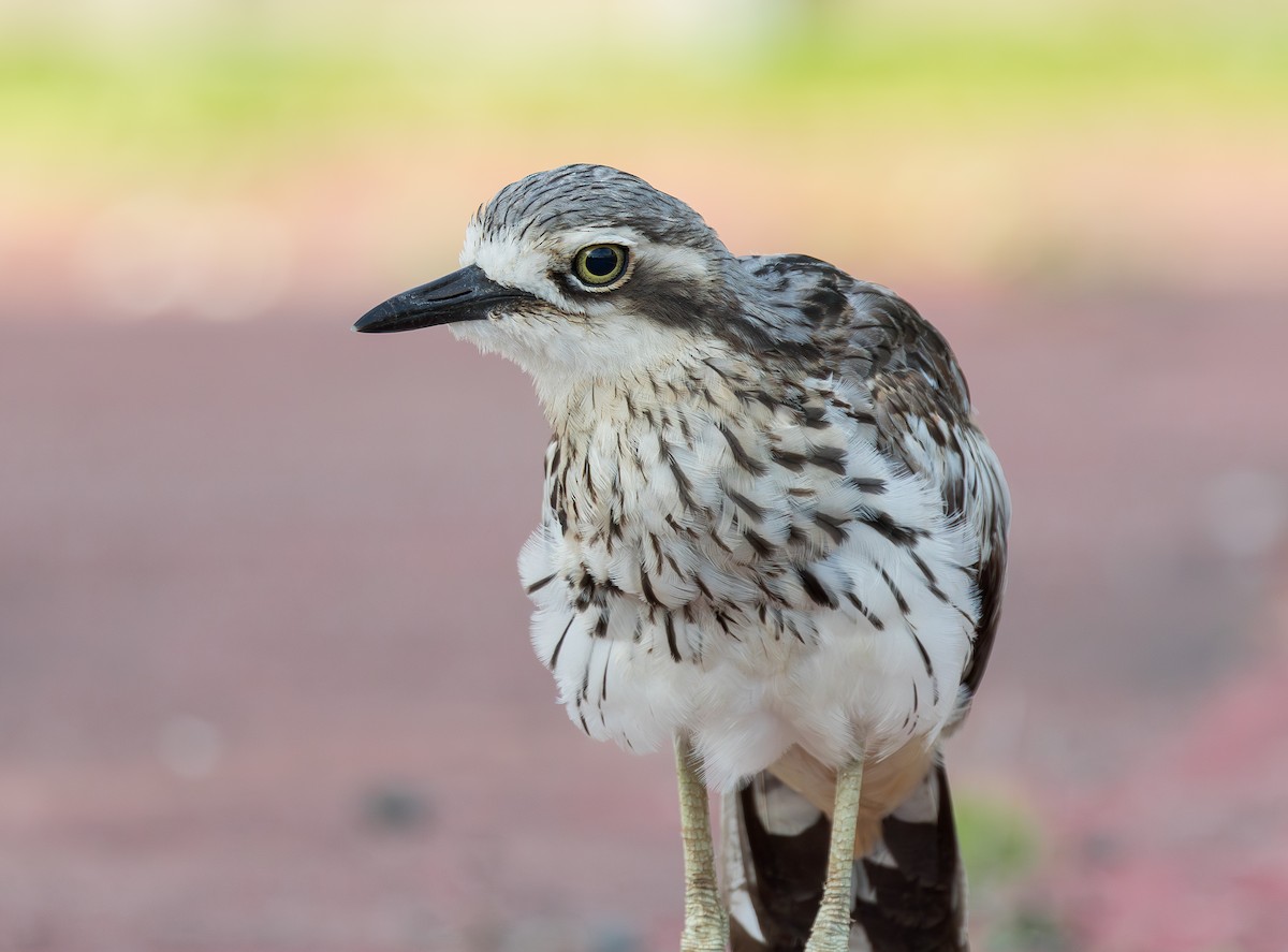 Bush Thick-knee - ML650685507