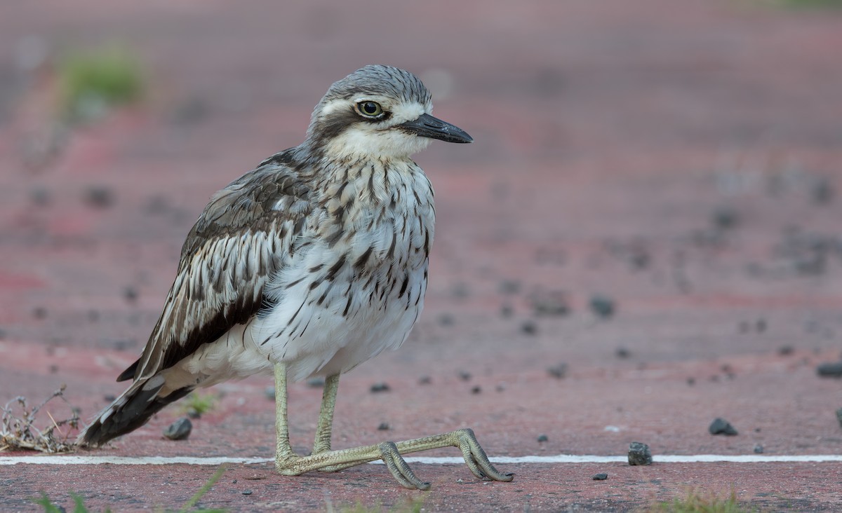 Bush Thick-knee - ML650685533