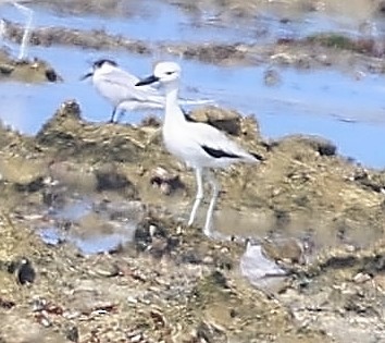 Crab-Plover - ML650686082