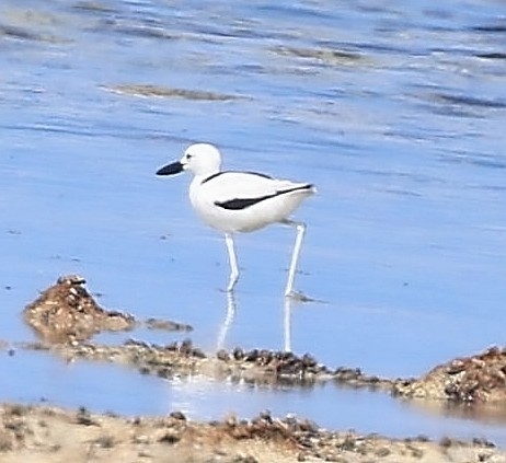 Crab-Plover - ML650686083