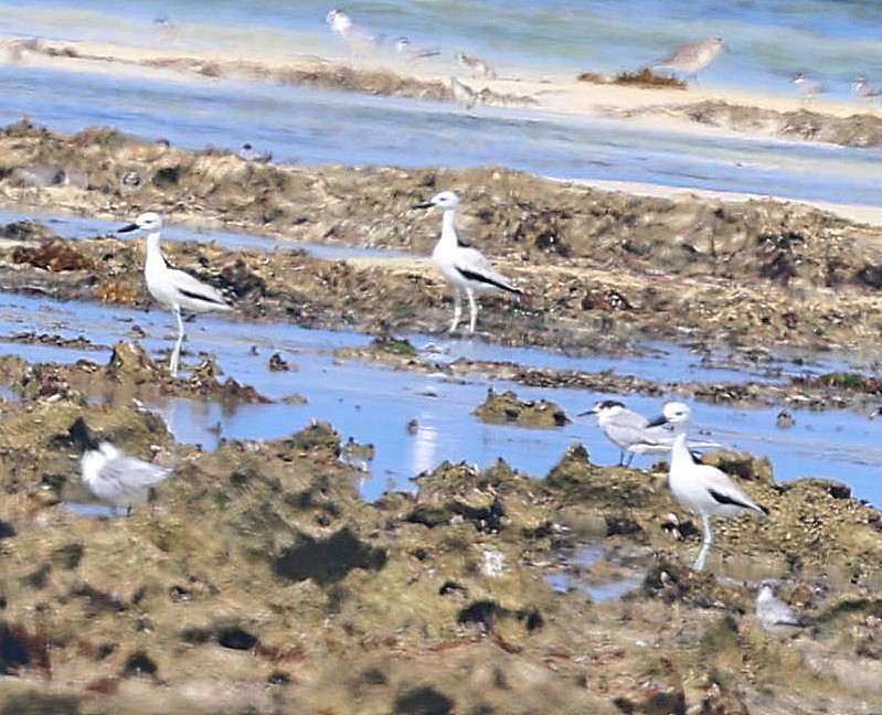 Crab-Plover - ML650686084