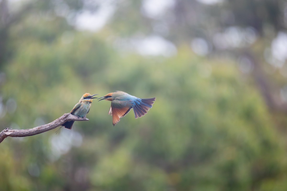 Abejaruco Australiano - ML650686225