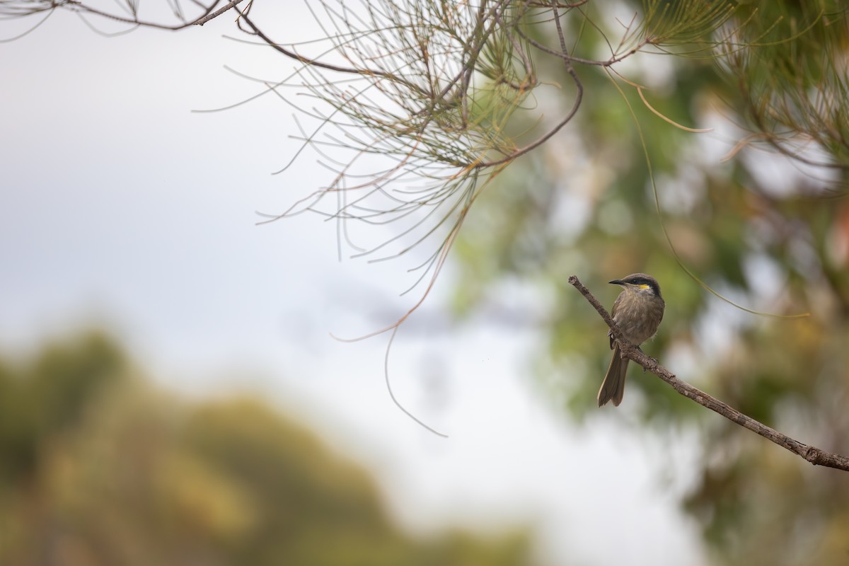 Mielero Cantarín - ML650686245