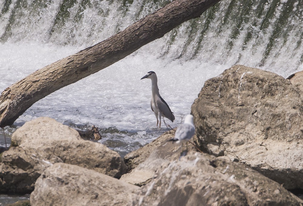 Black-crowned Night Heron - ML65068651