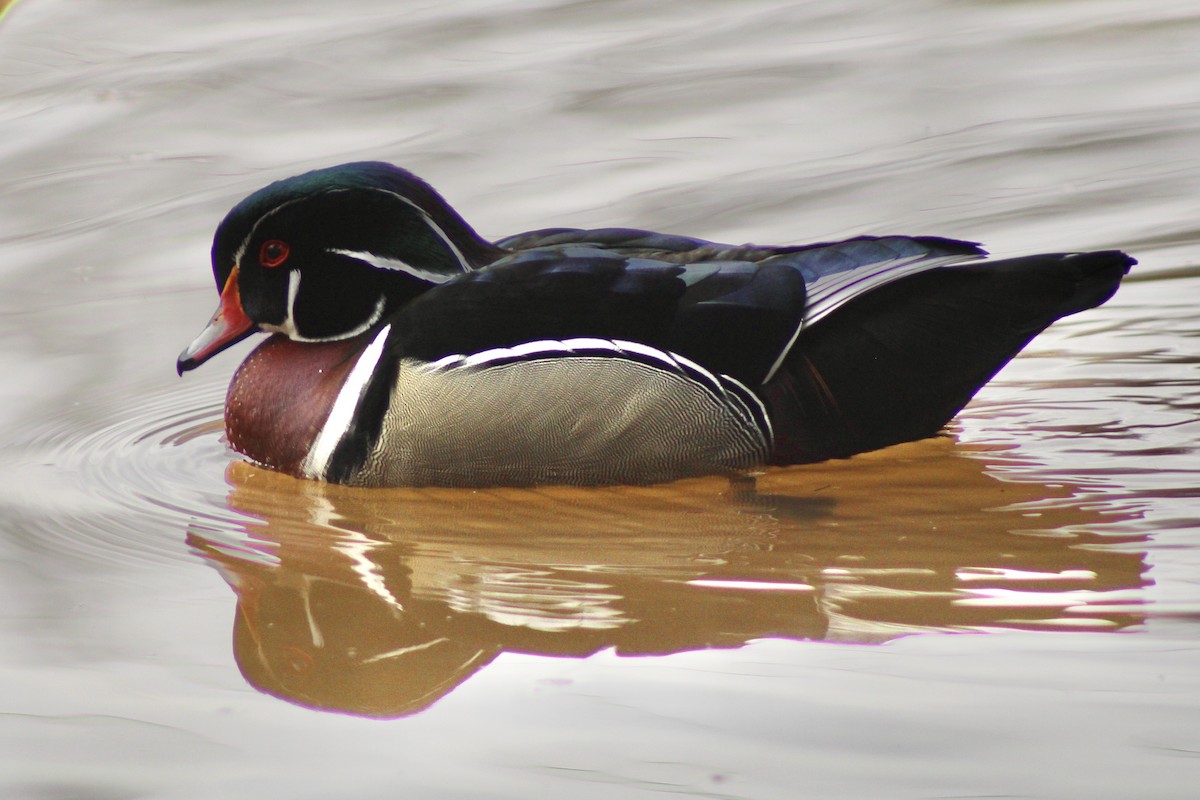 Wood Duck - ML650686695