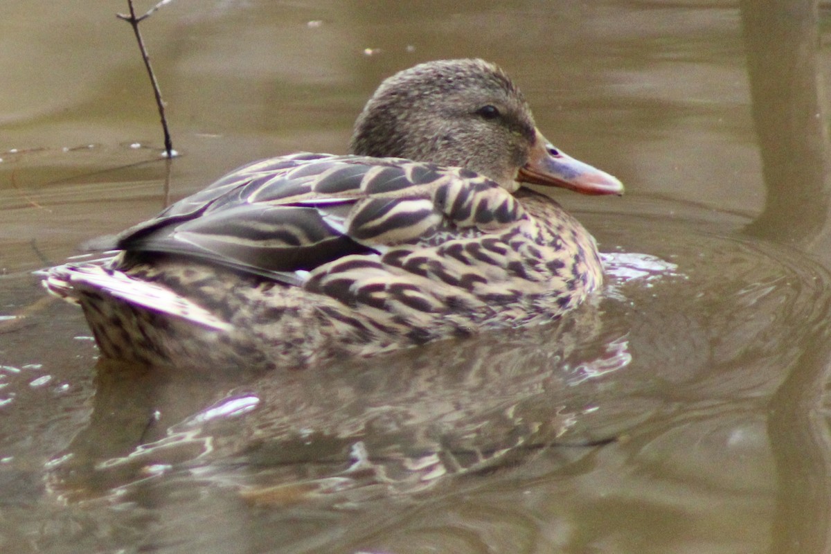 Mallard - ML650686698