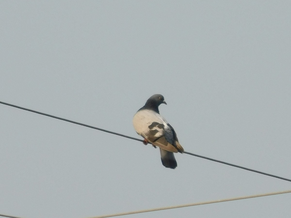 Rock Pigeon (Feral Pigeon) - ML65068671