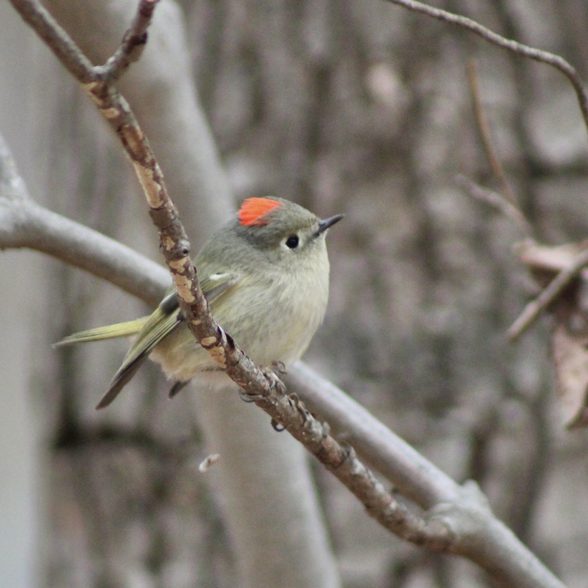 Ruby-crowned Kinglet - ML650686746