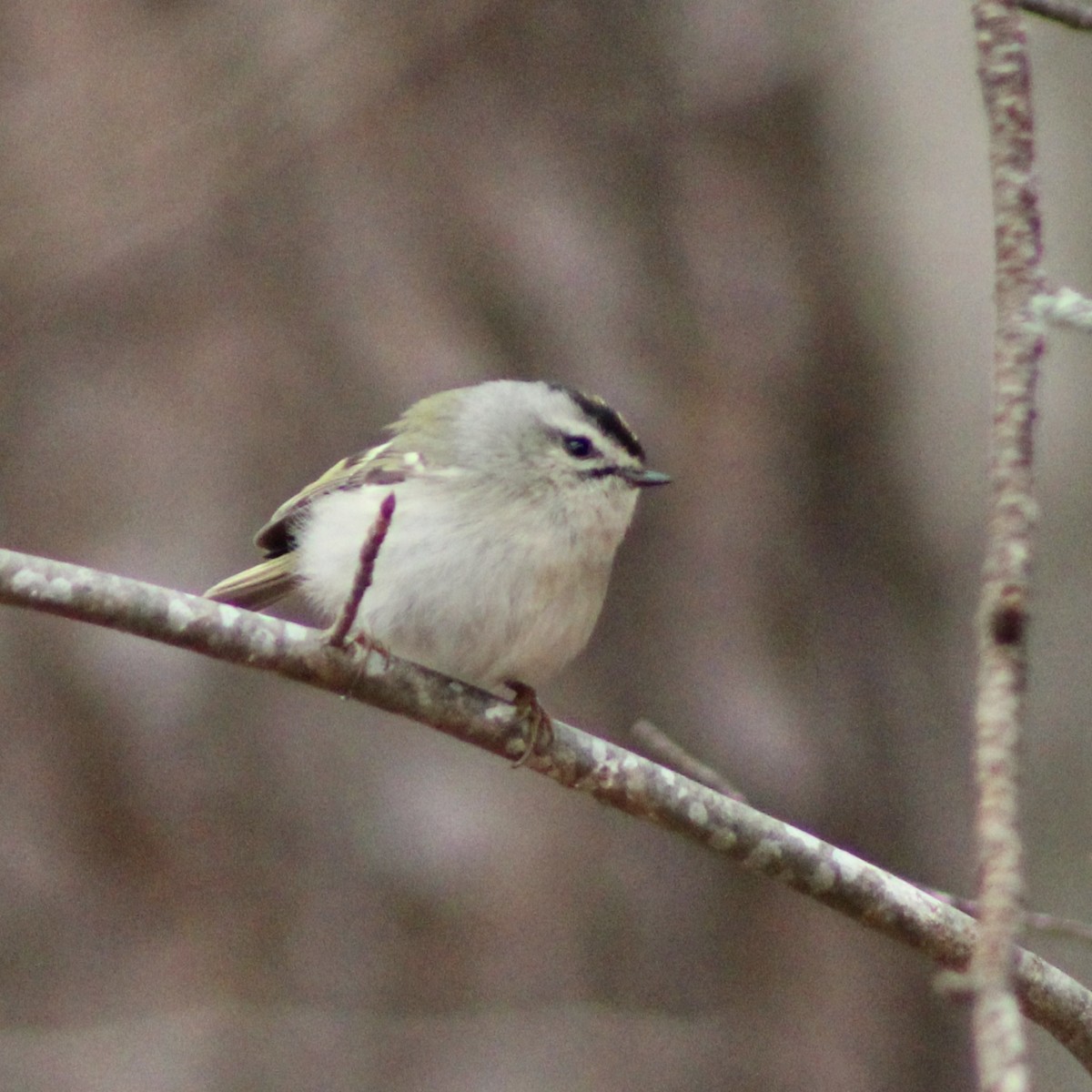 Golden-crowned Kinglet - ML650686749