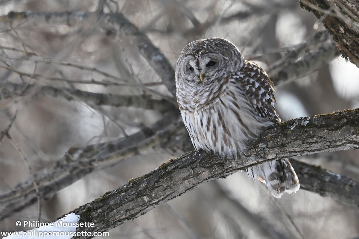 アメリカフクロウ - ML650687095