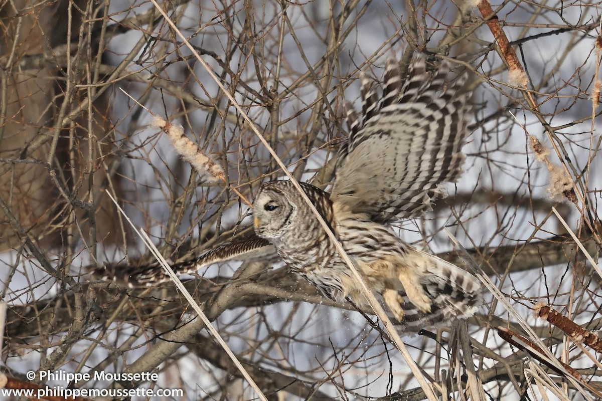 アメリカフクロウ - ML650687098