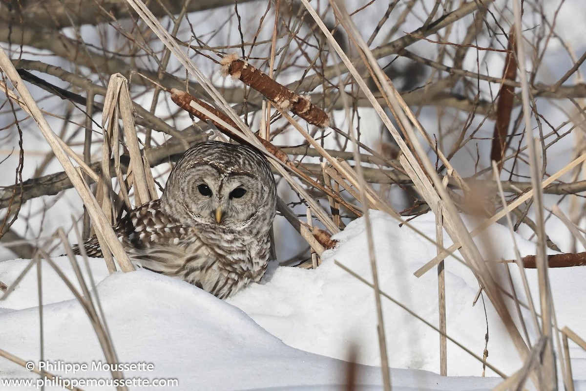 アメリカフクロウ - ML650687099