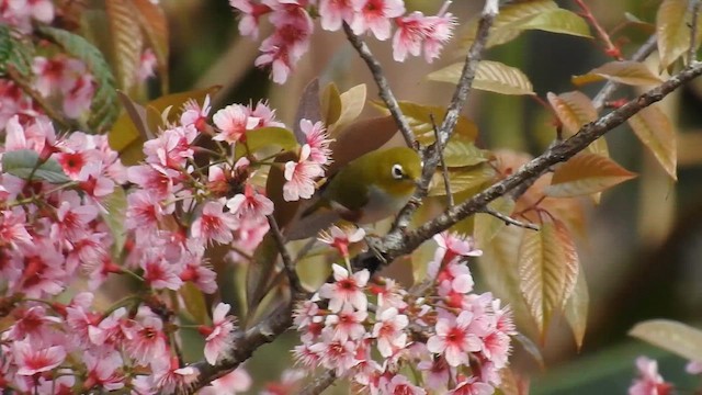 Seylan Gözlükçüsü - ML650687165