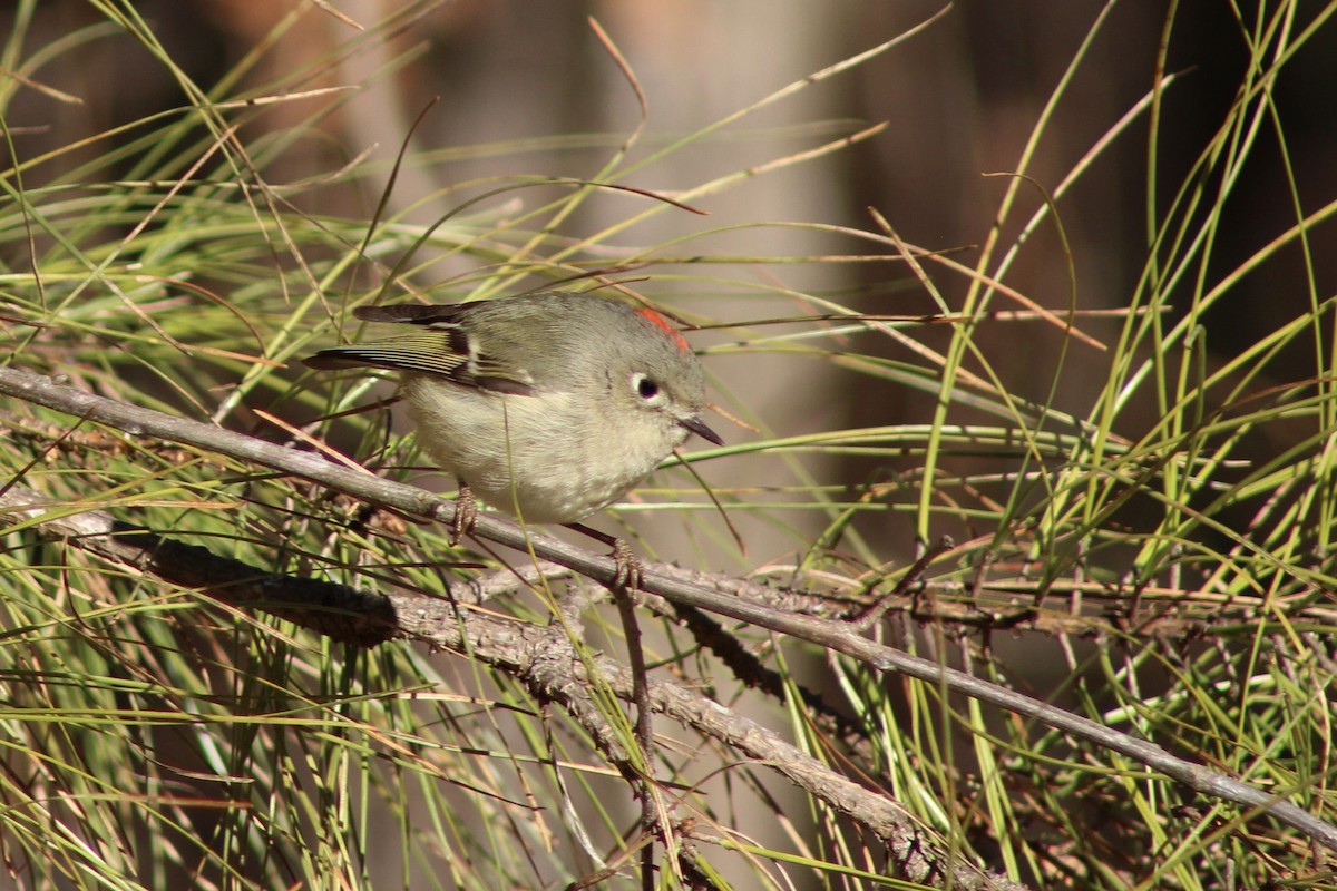 Roitelet à couronne rubis - ML650687260