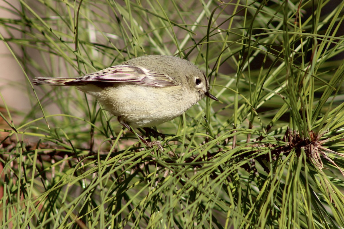 Roitelet à couronne rubis - ML650687261