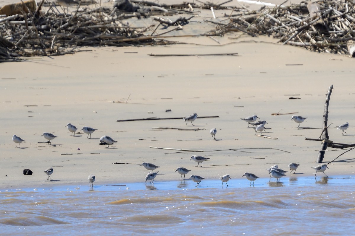 Txirri zuria - ML650687372