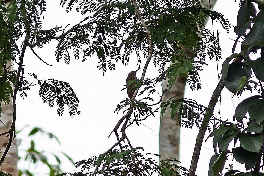 Inambaribaumsteiger - ML650687417